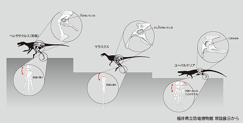 爬虫類のうち、恐竜に近いなかま（主竜類）の骨盤と後ろ脚の違い
