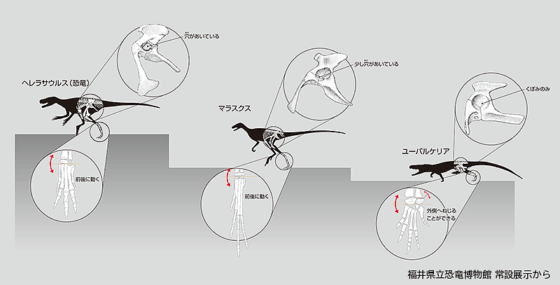 恐竜の直立姿勢。