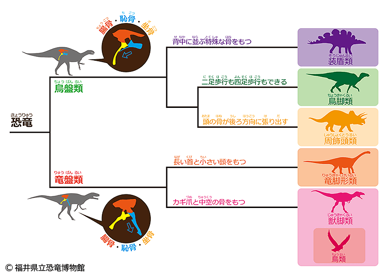 恐竜の大分類
