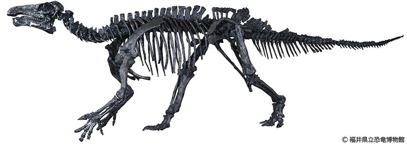 イグアノドン（Iguanodon）