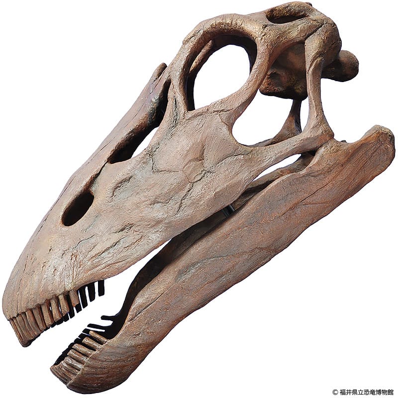 アパトサウルスの頭骨
