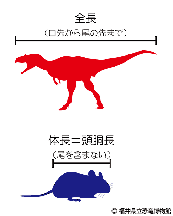 全長と体長の違い