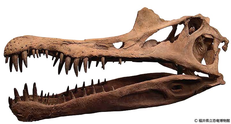 最大の肉食恐竜であるスピノサウルスの頭骨