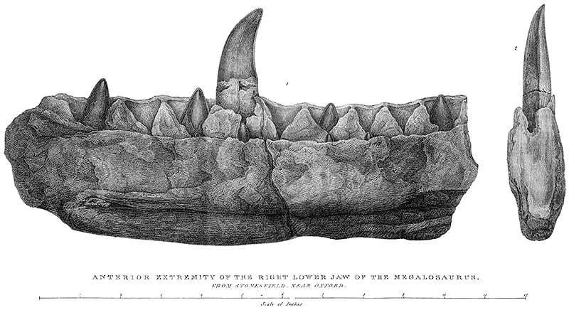 メガロサウルスの記載論文（Buckland, 1824）の図版