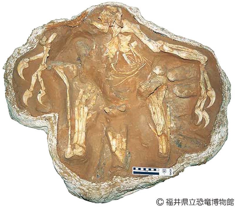オビラプトロサウルス類（シチパチ）の化石