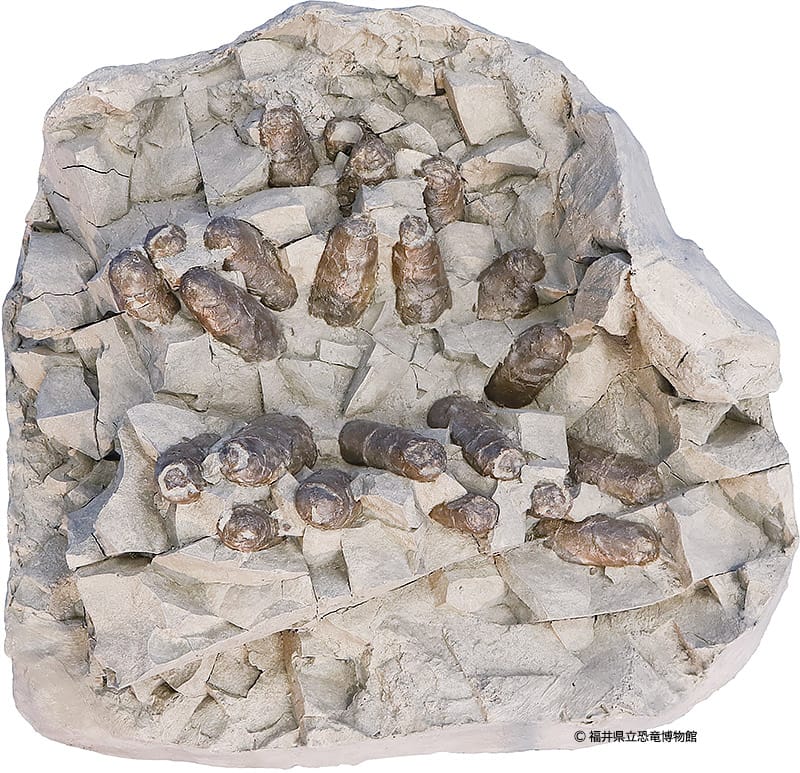 トロオドン科の恐竜がつくった巣の化石