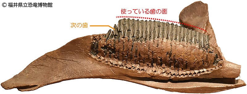 ハドロサウルス類であるエドモントサウルスの下顎の化石