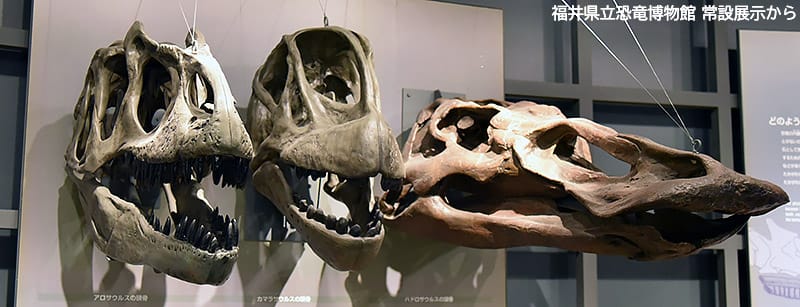 左からアロサウルス、カマラサウルス、ハドロサウルスの頭骨
