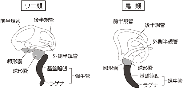 ワニ類と鳥類の内耳（左側面）の模式図