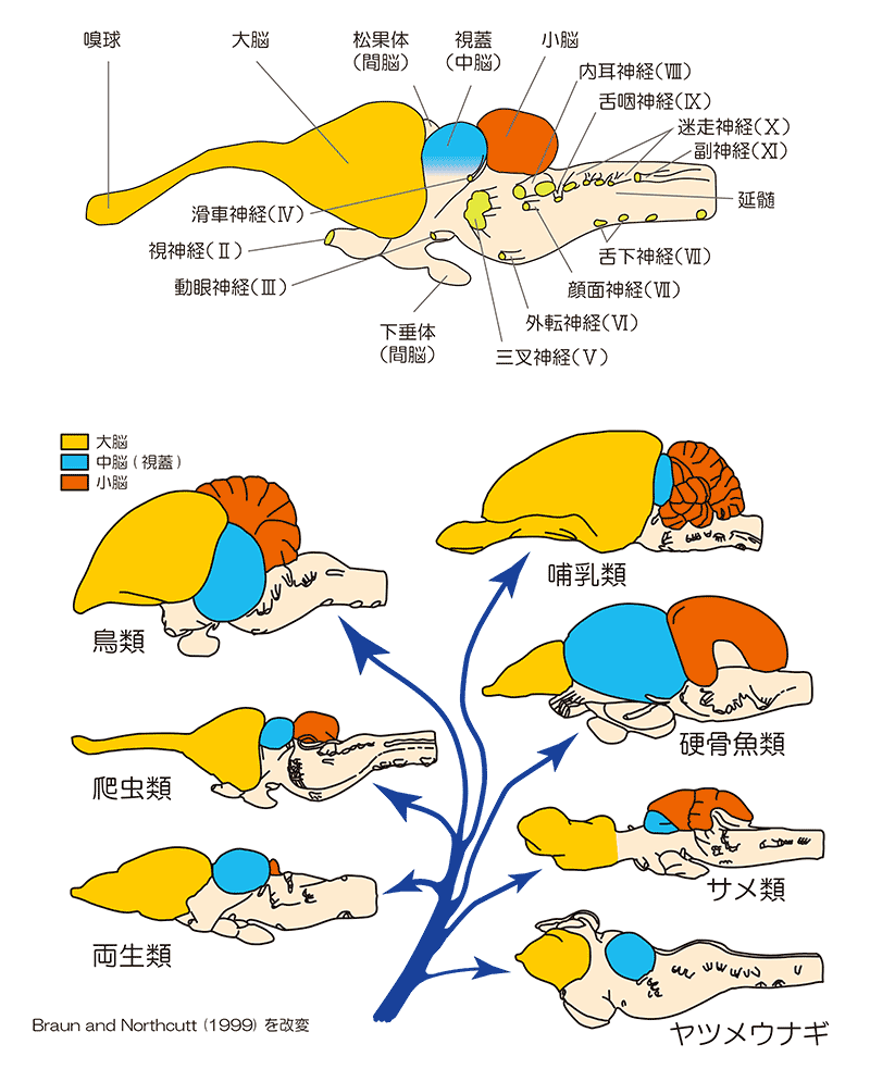 現生の脊椎動物の脳