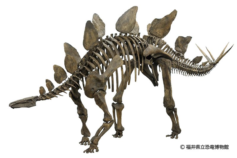 ステゴサウルス・ステノプス