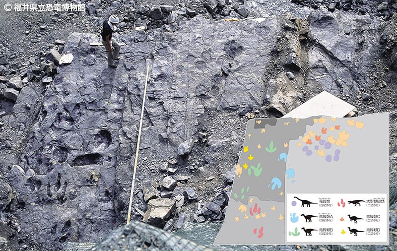福井県勝山市の恐竜化石発掘現場で発見された足跡化石面