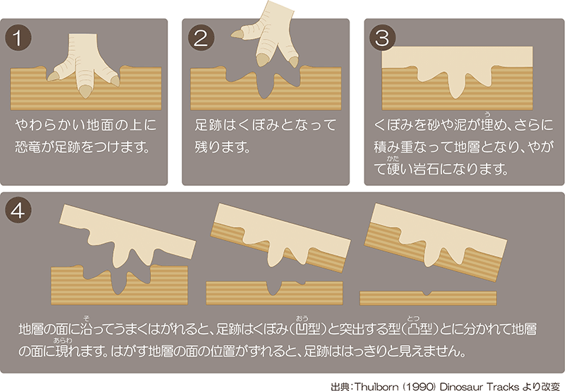 足跡化石のでき方の模式図