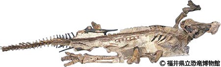 エドモントサウルス・アネクテンスの「ミイラ化石」