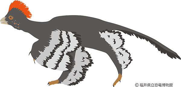 羽毛恐竜アンキオルニスの生体復元