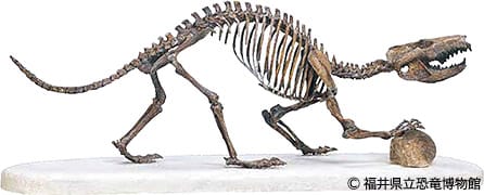 前期白亜紀の真三錐歯類ゴビコノドン