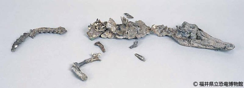 勝山市北谷で発見された、恐竜時代のワニ類の全身骨格