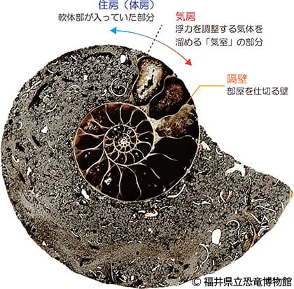 アンモナイトの殻の構造