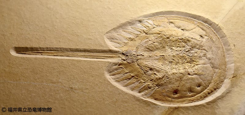 ジュラ紀のカブトガニ類の化石