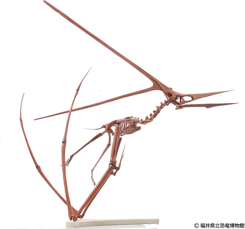 離陸姿勢で復元された翼竜類ニクトサウルスの全身骨格
