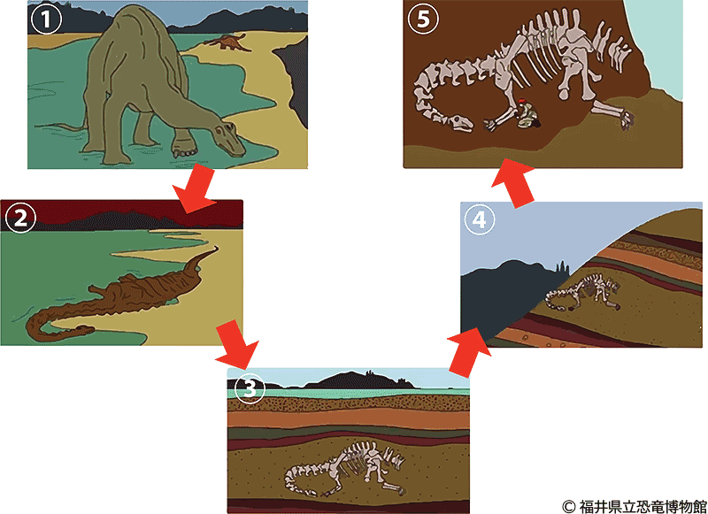 化石化から発見までの一例を示した模式図
