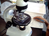 木の断面が見えますか？