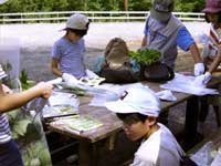 いろいろな植物が見つかったようです