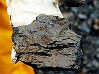 なんとか貝の化石を見つけました