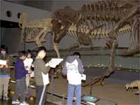 展示されている恐竜ではどうでしょうか。