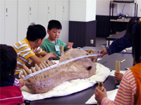 長さや幅もとくちょうのひとつです