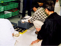 標本にする石を適当な大きさにします。