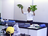 恐竜時代の木についての説明です。