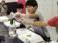 薬品で煮て、やわらかくします