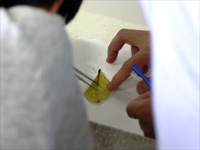 ブラシで葉肉をそっと取ります