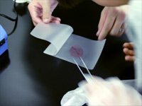 赤く染めてからラミネートします