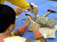 用意された化石の取り出し（クリーニング）を行います。