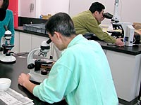 顕微鏡をのぞき、種類の判定をします