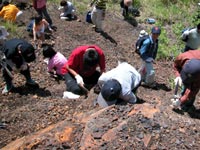 露頭での化石採集の様子