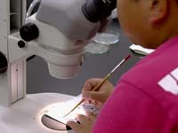 微化石を少し標本板に採取します。