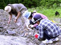 現場の岩からは主にシダ植物や貝が取れます