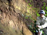 井江葭で芦原ロームを観察