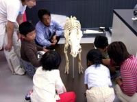 組み立てられた骨格ではどうでしょうか