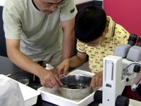 浮き上がってきた化石を採取する