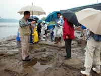 公園内に見られる化石林を観察します