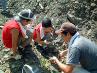 こんな感じの石から見つかりますよ