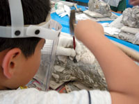 博物館自然教室「貝化石のクリーニング」のイメージ