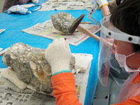 危険がないよう、化石を壊さないよう注意して