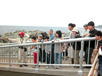 野外観察会「越前海岸の地質」のイメージ