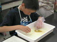 破れないよう丹念に葉肉を除去する