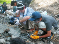 たくさんの石を割って化石を探します。